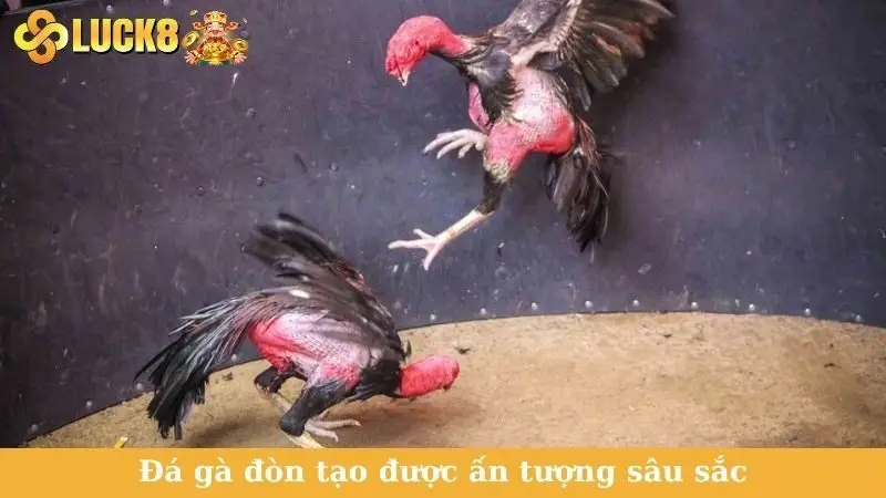 Đá gà đòn tạo được ấn tượng sâu sắc