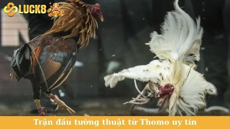 Trận đấu tường thuật từ Thomo uy tín